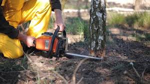 Best Tree Removal  in Coachella, CA