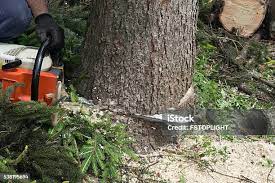 Best Tree Health Inspection  in Coachella, CA