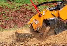 Best Tree Disease Treatment  in Coachella, CA