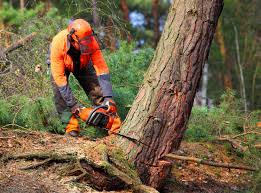 Best Firewood Processing and Delivery  in Coachella, CA