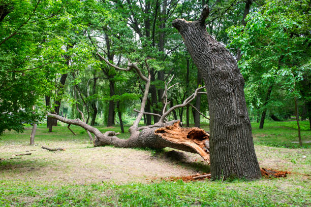Best Stump Grinding and Removal  in Coachella, CA