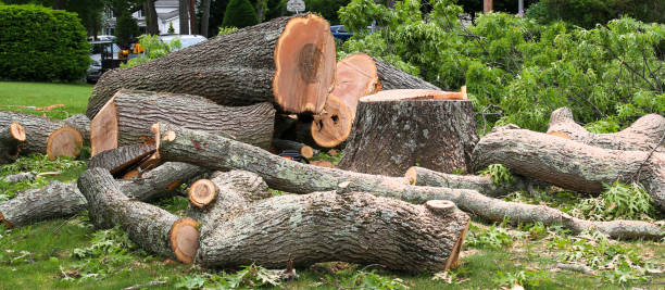 Reliable Coachella, CA Tree Care Solutions