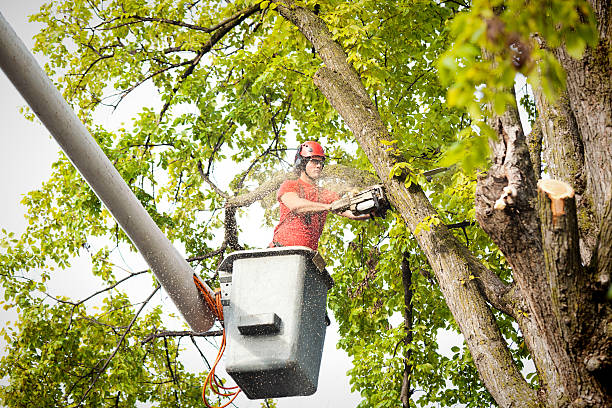 Best Tree Maintenance Programs  in Coachella, CA