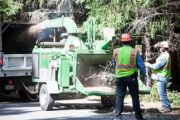 Best Emergency Tree Removal  in Coachella, CA
