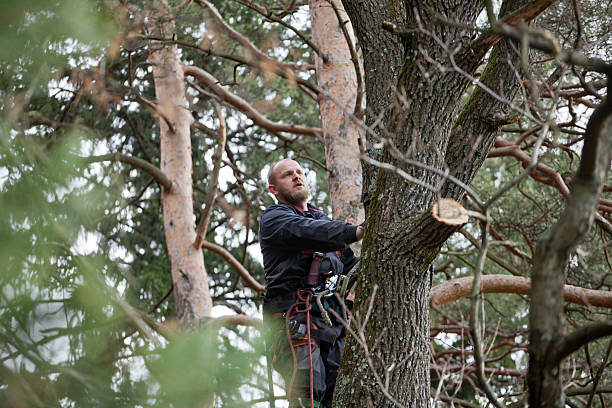 Best Arborist Consultation Services  in Coachella, CA