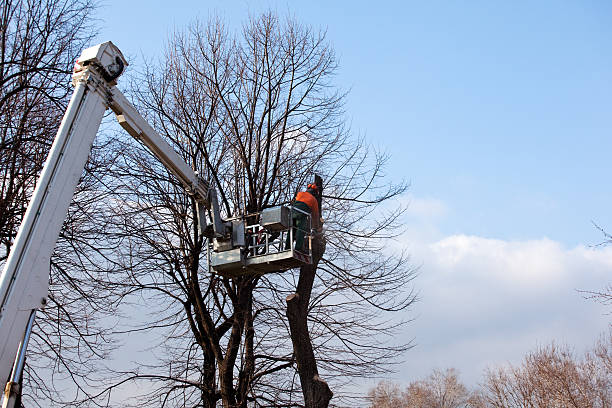 Best Tree Mulching  in Coachella, CA