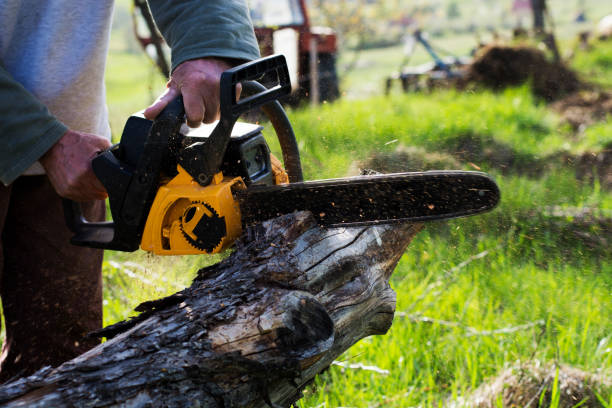 Best Tree and Shrub Care  in Coachella, CA
