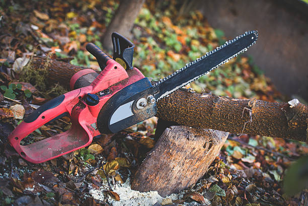Best Commercial Tree Services  in Coachella, CA